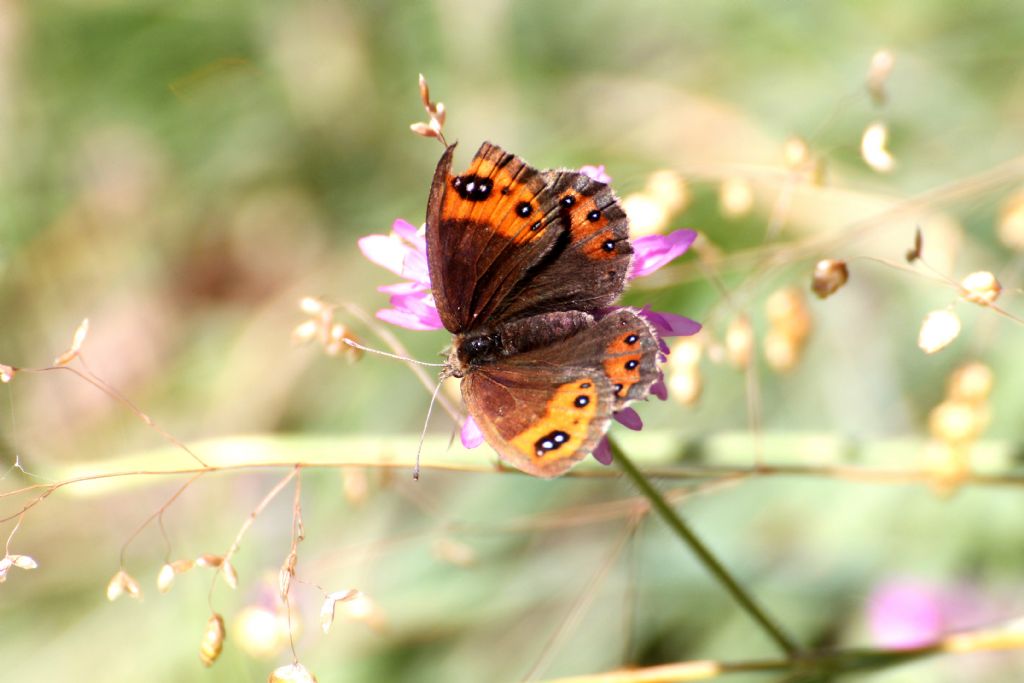 Erebia triaria